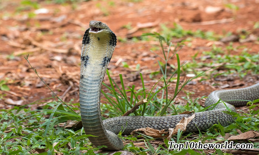 Most Venomous Snakes