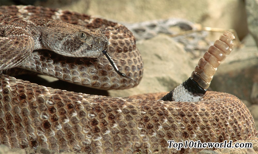 Top 10 Deadliest Snakes in the world