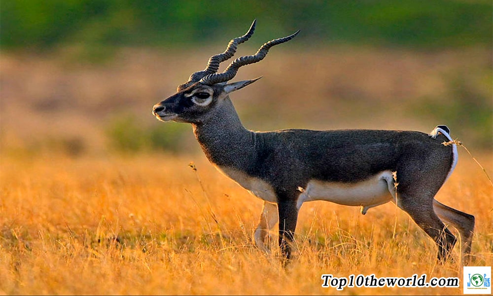 Top 10 Fastest Land Animals in the World