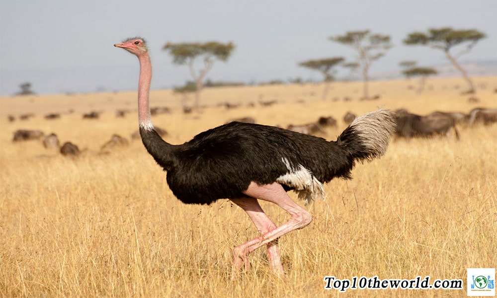 Top 10 Fastest Land Animals in the World