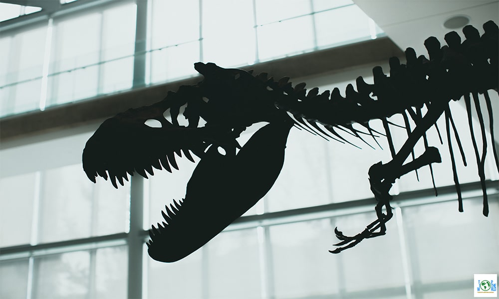 Top 10+ largest ancient animal fossils in the world