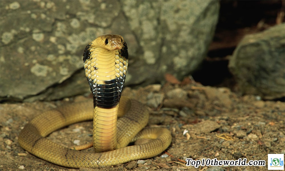 Top 10 largest snakes in the world
