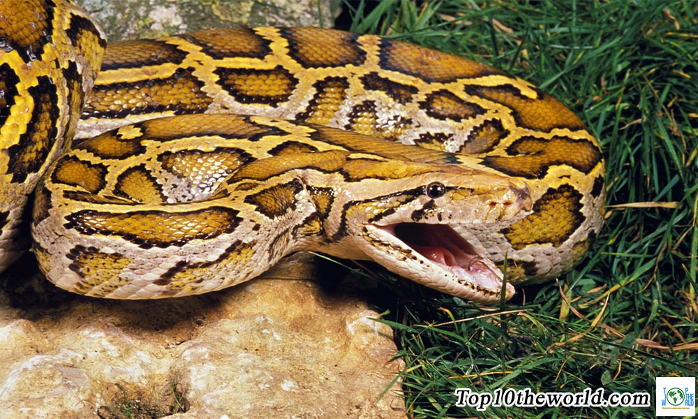 Top 10 largest snakes in the world