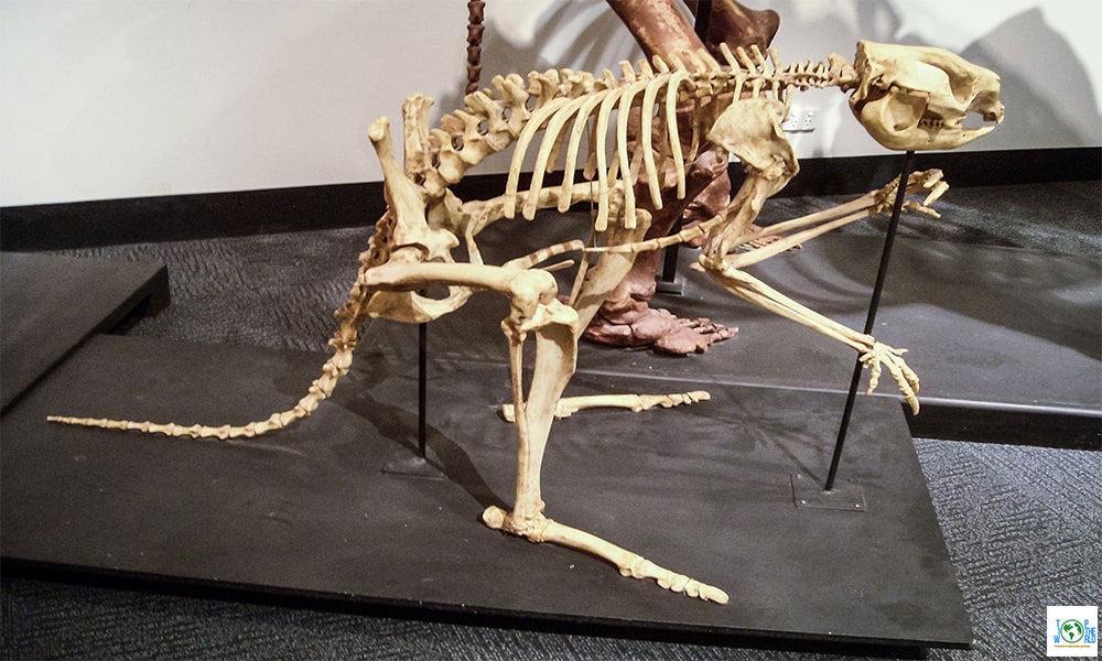 Top 10+ largest ancient animal fossils in the world