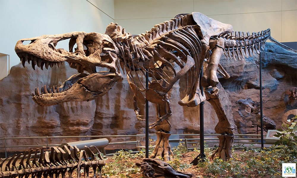 Top 10+ largest ancient animal fossils in the world
