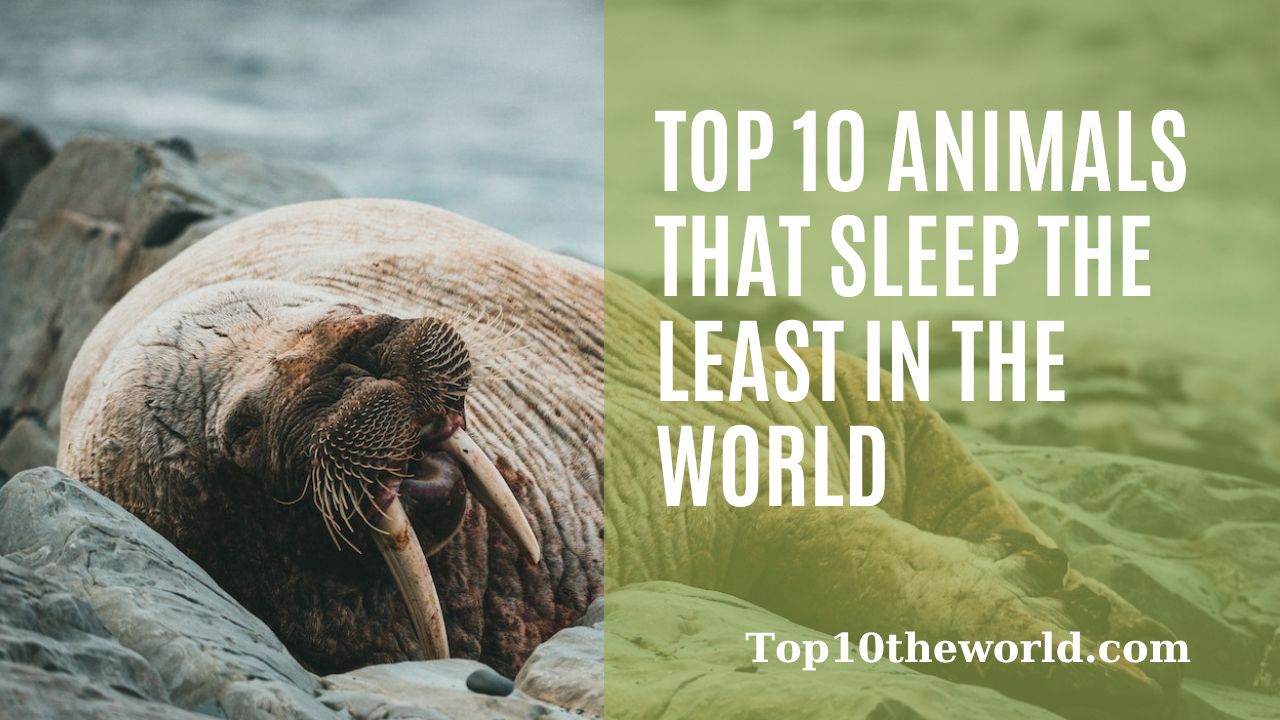 Top 10 Animals that sleep the least in the world
