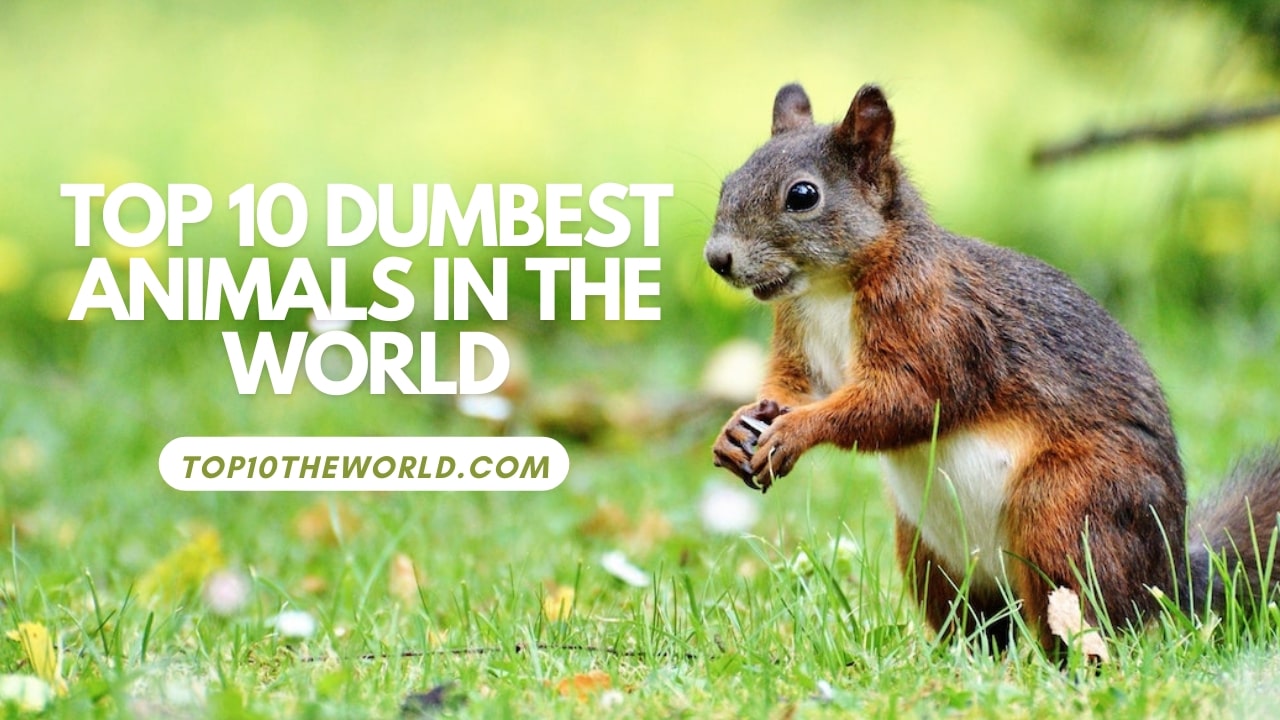 Top 10 Dumbest Animals in the World