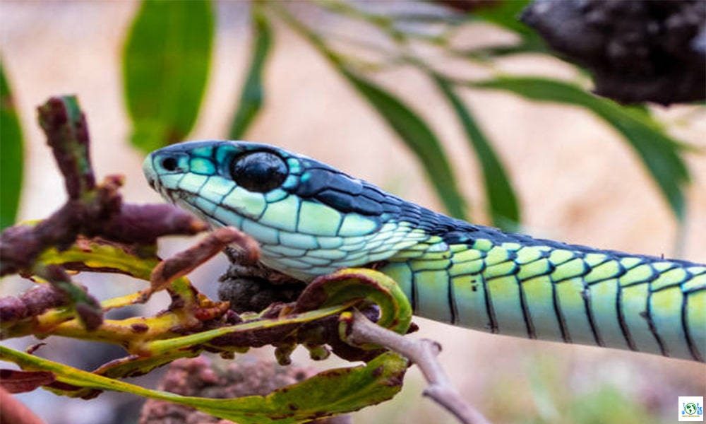 Top 10 Snakes with the Biggest Eyes in the World