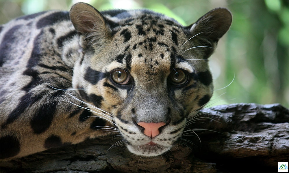 Top 10 Largest Wild Cats in the world