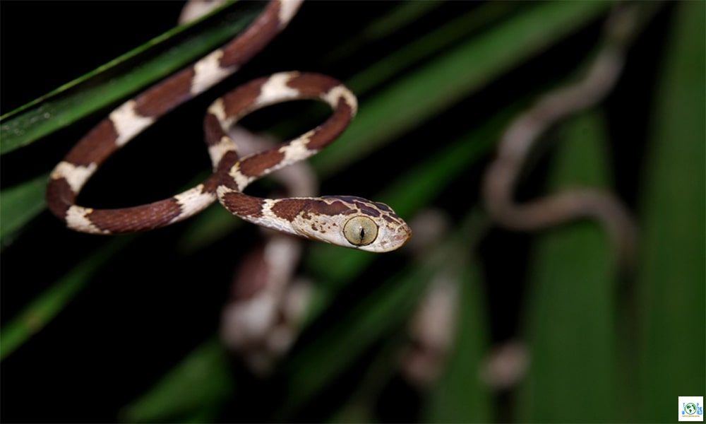 Top 10 Snakes with the Biggest Eyes in the World