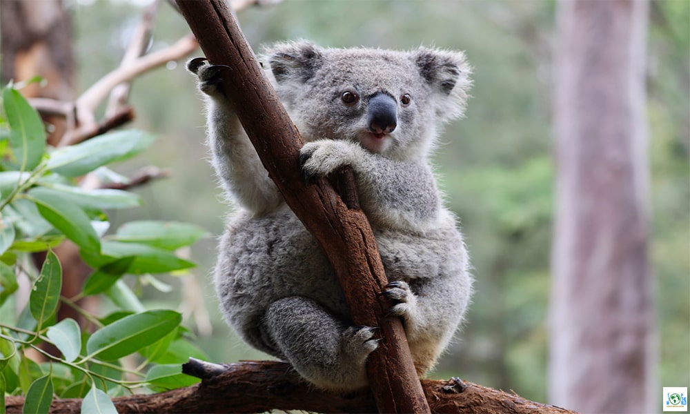 Top 10 Dumbest Animals in the World