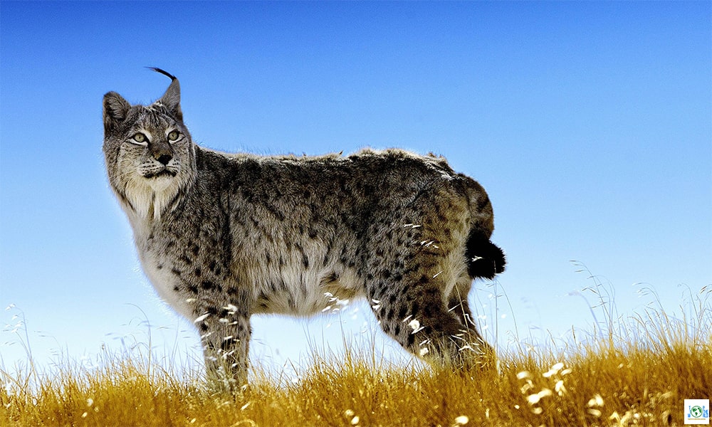 Top 10 Largest Wild Cats in the world