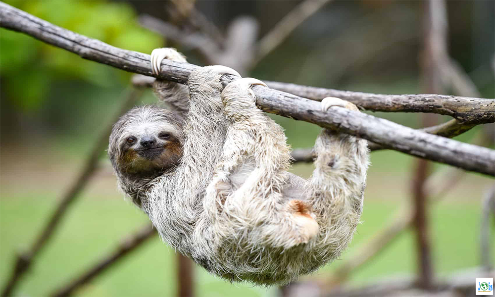 Top 10 most interesting things about Sloths