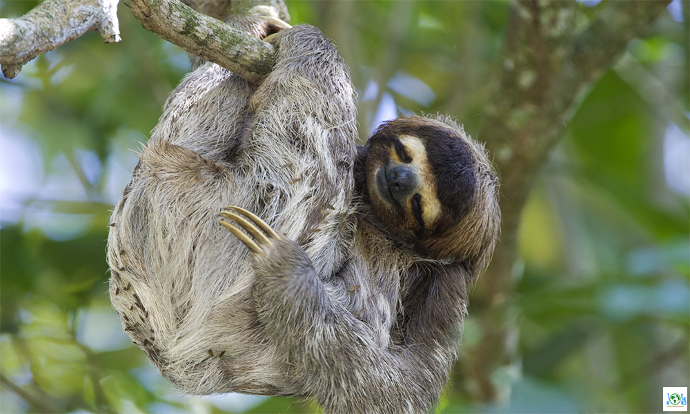 Top 10 most interesting things about Sloths