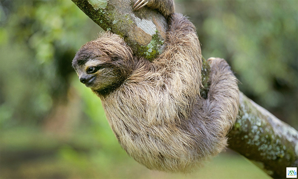 Sloths are the laziest animals on the planet