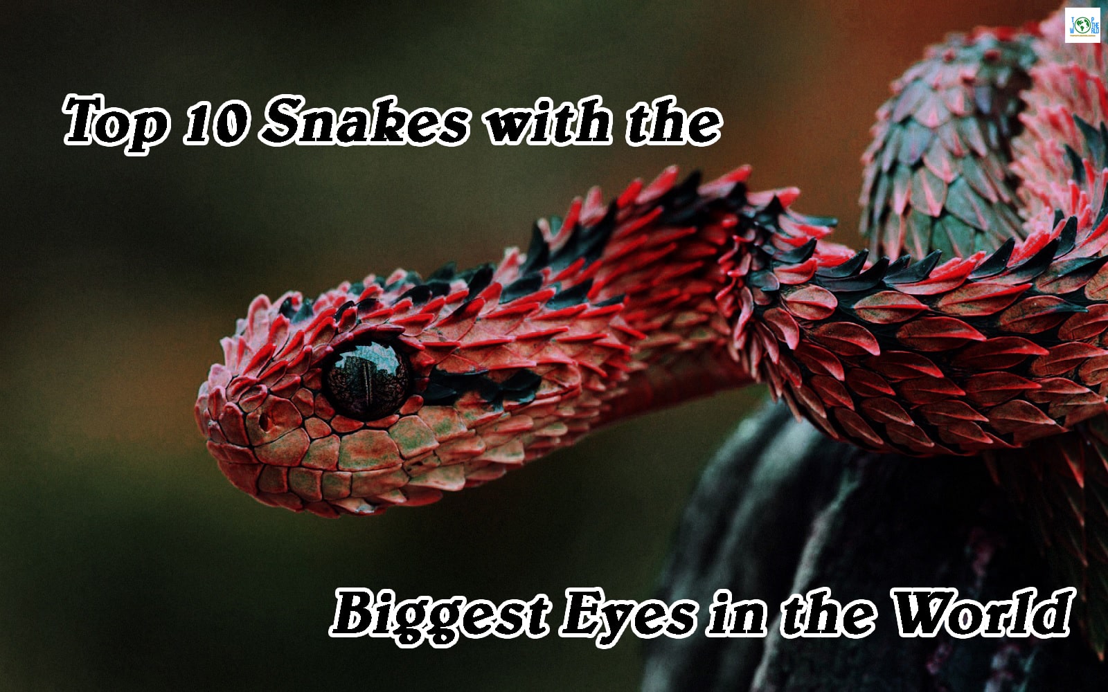 Top 10 Snakes with the Biggest Eyes in the World