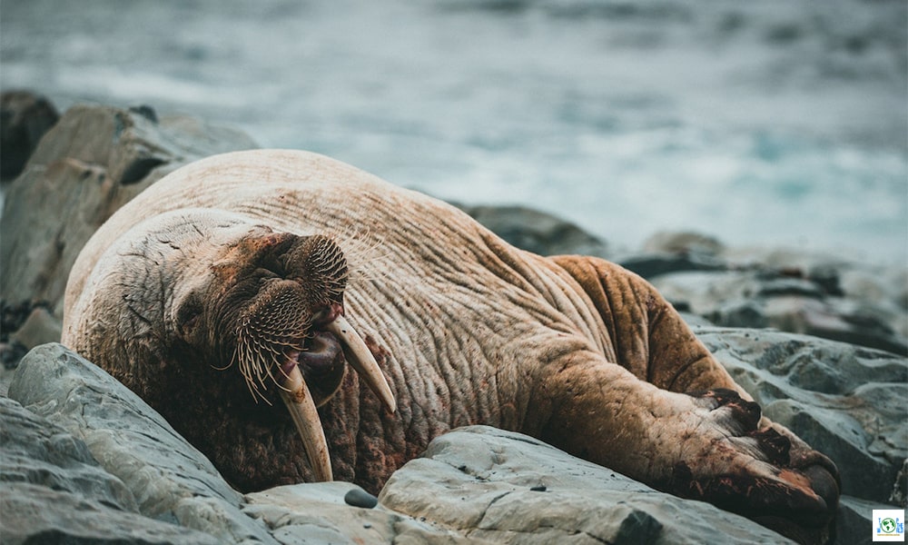 Top 10 Animals that sleep the least in the world