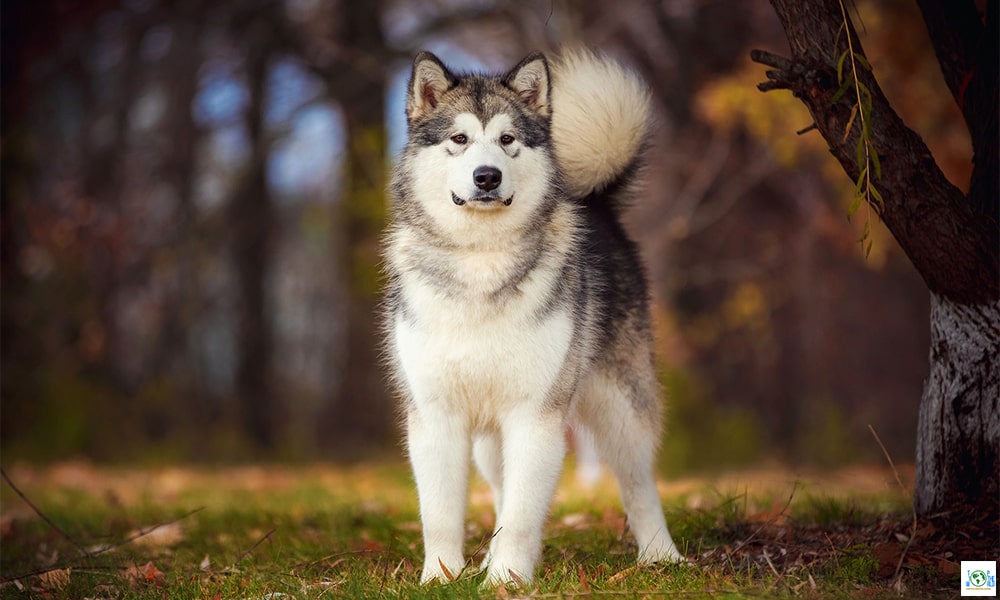 Top 10 Most Liked Dog Breeds in the world