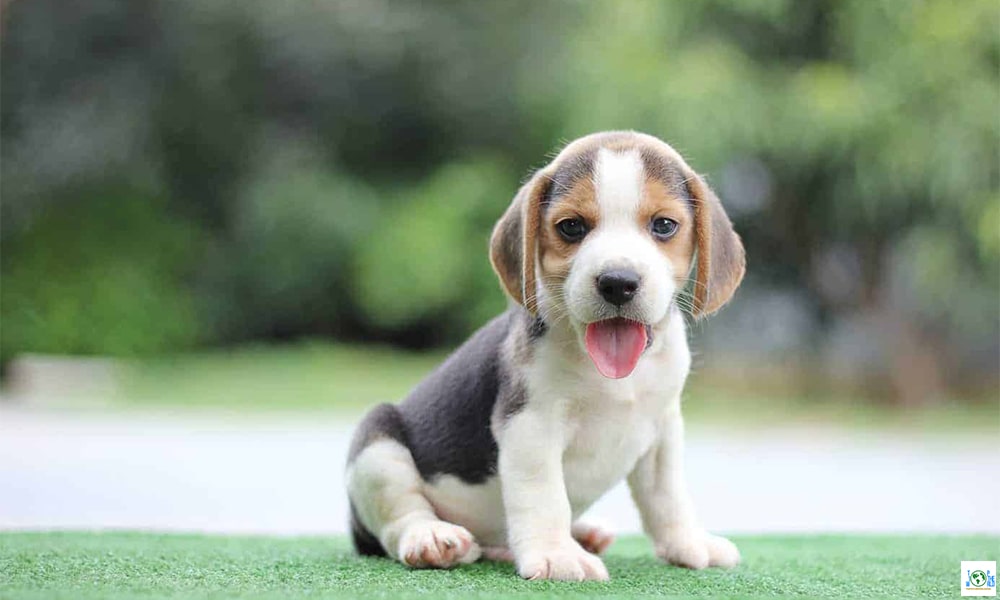 Top 10 Most Liked Dog Breeds in the world
