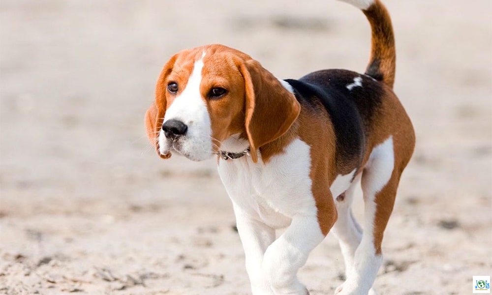 Top 10 Most Liked Dog Breeds in the world