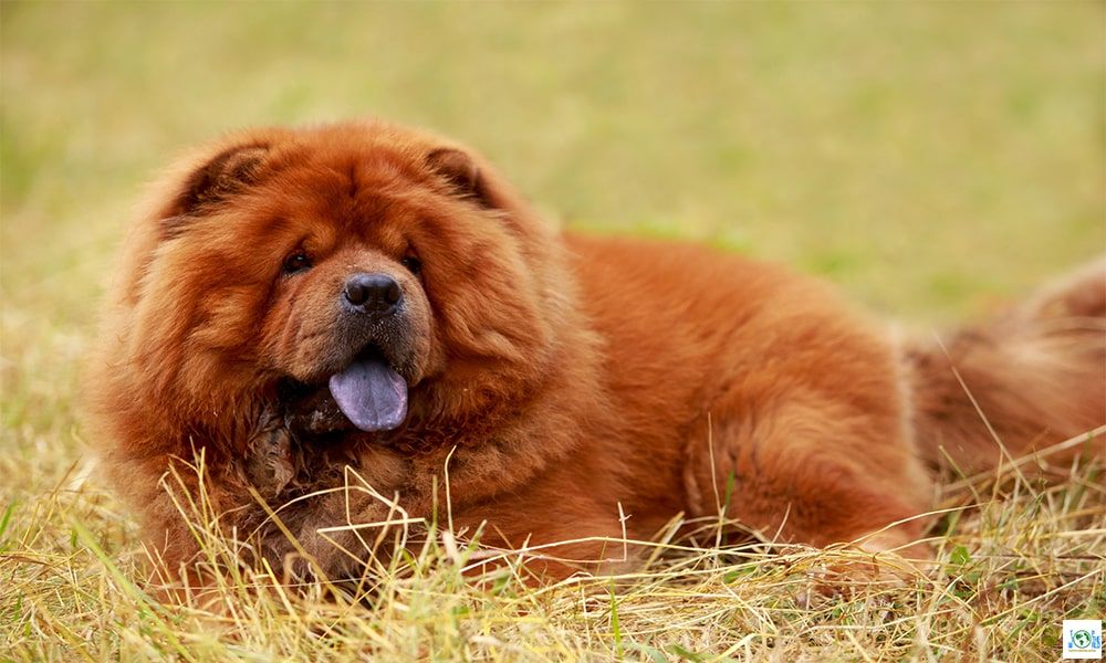 Most Popular Dog Breeds in the world