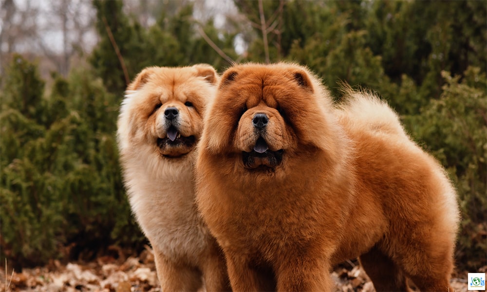 Top 10 Most Liked Dog Breeds in the world