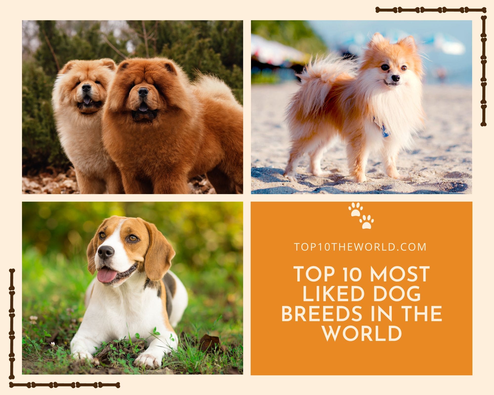 Top 10 Most Liked Dog Breeds in the world