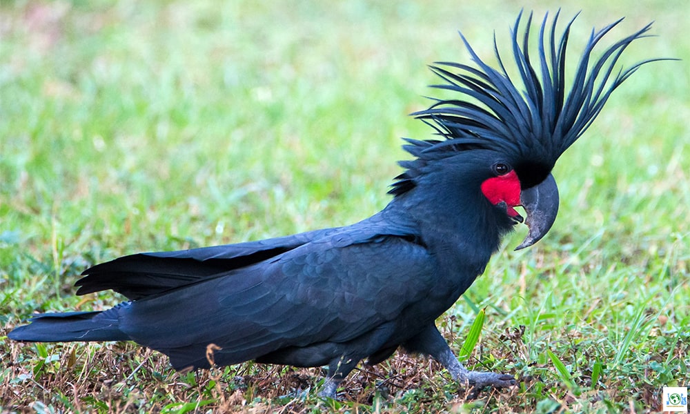 Top 10 Most Expensive Pets in the World
