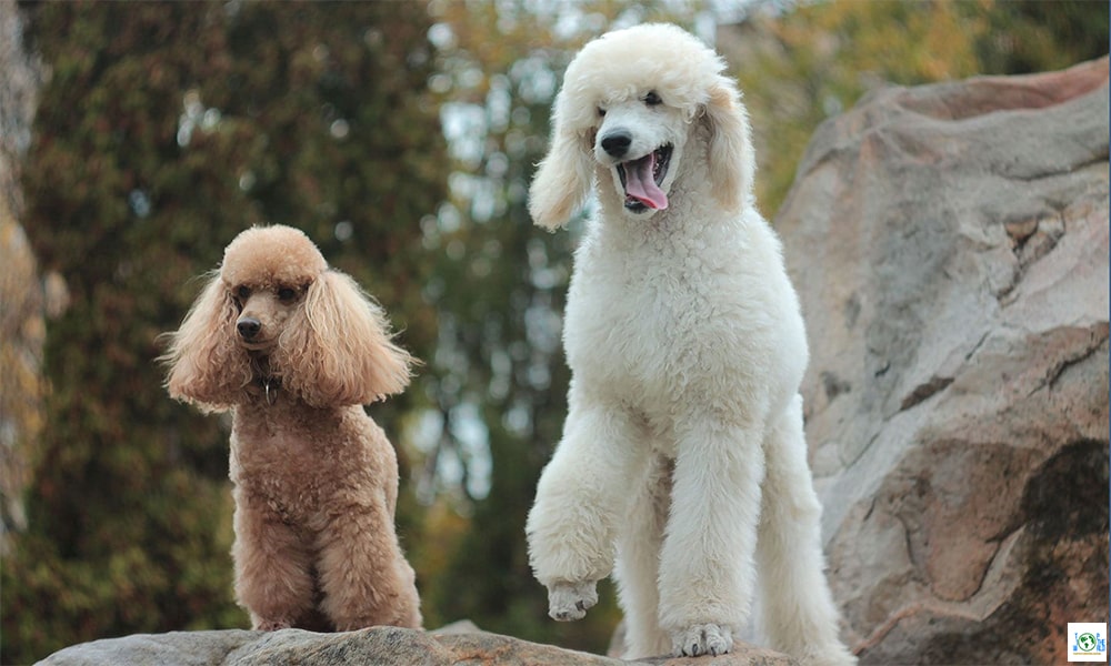 Top 10 Most Liked Dog Breeds in the world