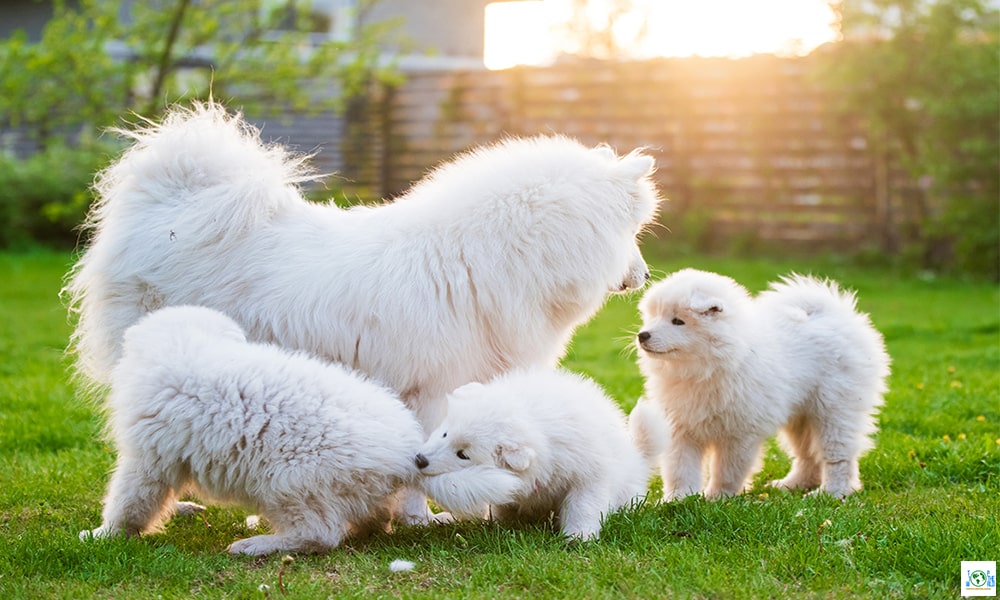 Most Popular Dog Breeds in the world