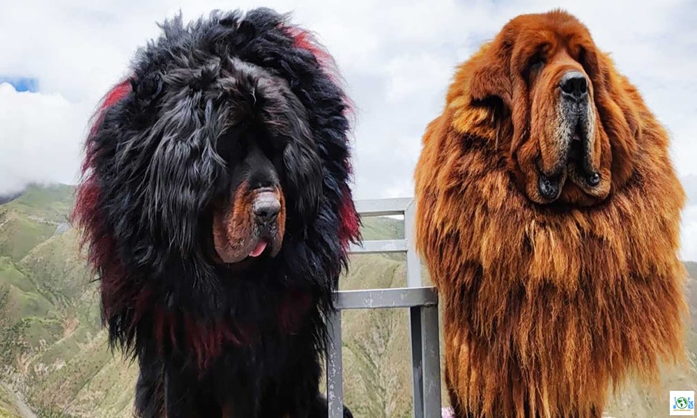 Top 10 Most Expensive Pets in the World