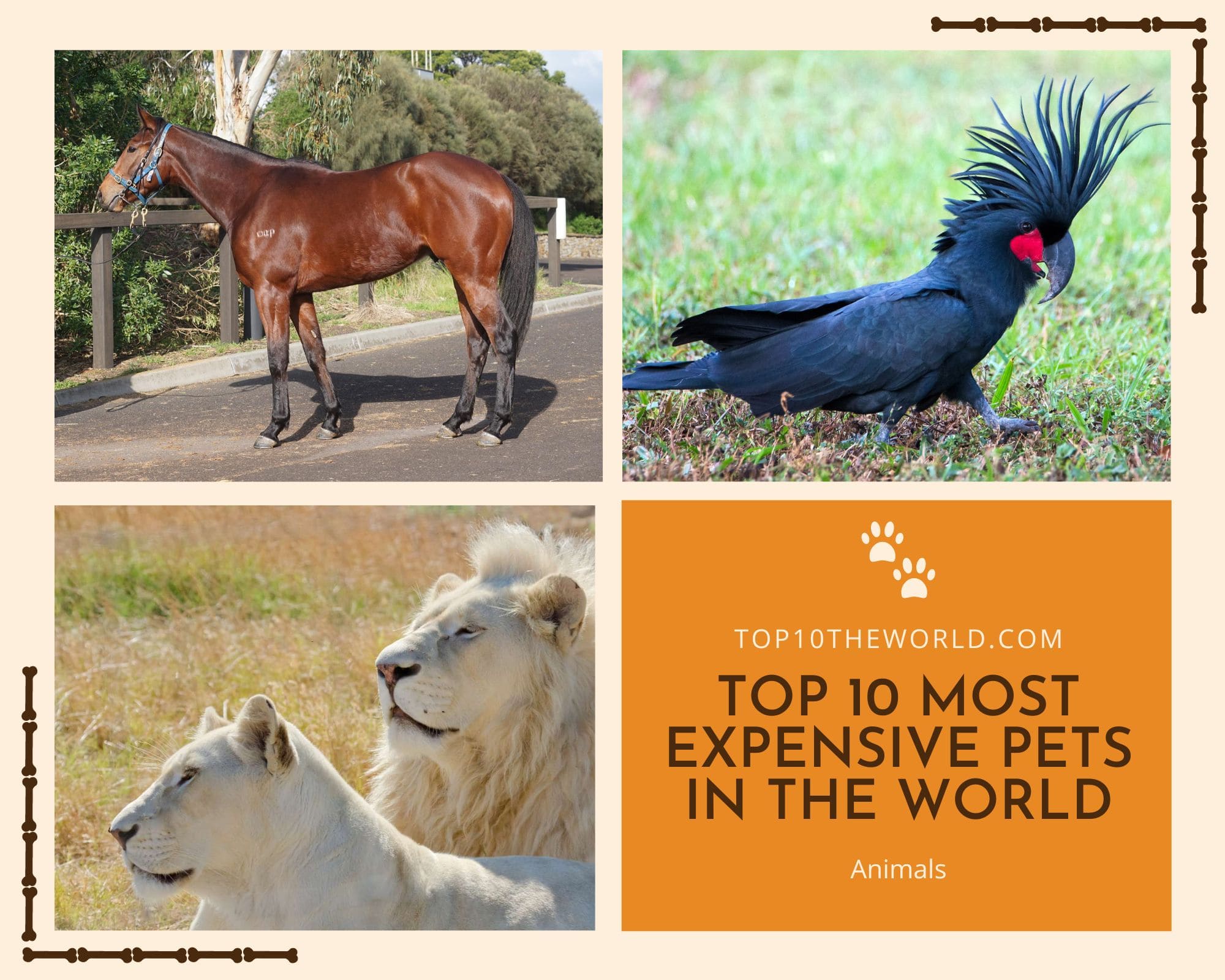 Top 10 Most Expensive Pets in the World